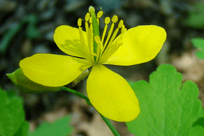 Fleur d'herbe de célidone pour l'élimination du papillome